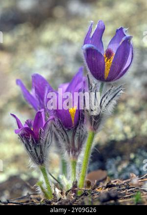 Pasqueflower.Belle fleur bleue de la plus grande fleur de pasque ou de la plus grande fleur de pasqueflower sur la prairie, en latin pulsatilla grandis Banque D'Images