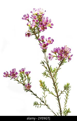 (Chamelaucium uncinatum) Waxflower Banque D'Images