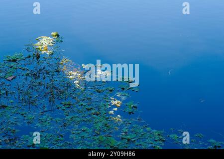 Vue panoramique sur la laitue d'eau à fleurs de lotus tôt le matin en Floride. Feuilles jaunes vertes dans l'eau bleue. Tapis flottants denses, soleil diagonal Banque D'Images