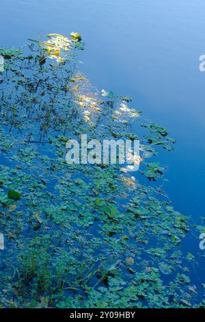 Vue verticale aérienne de la laitue d'eau de fleur de lotus tôt le matin en Floride. Feuilles jaunes vertes dans l'eau bleue. Tapis flottants denses, diagonaux Banque D'Images