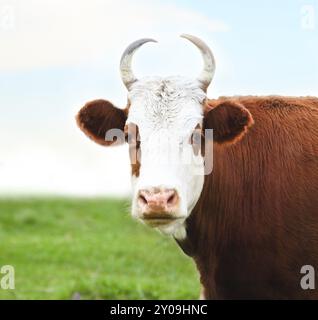 Portrait de la vache blanche et marron sur l'été pré vert Banque D'Images