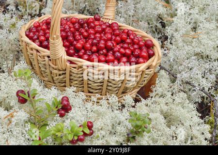 Lingonberry dans un panier dans les montagnes. Airelles dans un panier dans les montagnes Banque D'Images