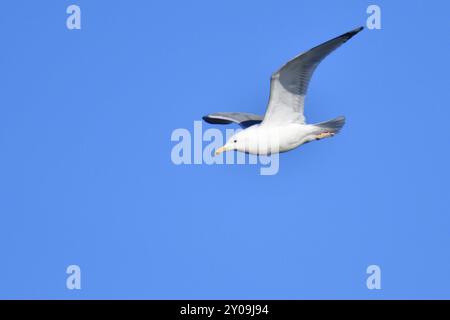 Goéland argenté volant. Goéland argenté européen en vol Banque D'Images