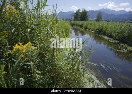 Cours d'eau dans Bernauer mousse, paysage de landes, Bernau am Chiemsee, Kampenwand, Bernau, été, août, Chiemgau, Alpes de Chiemgau, Bavière, haute-Bavière, Banque D'Images