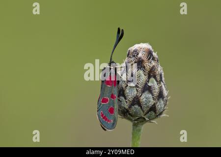 Sainfoin Oriole, Zygaena carniolica, papillon Banque D'Images