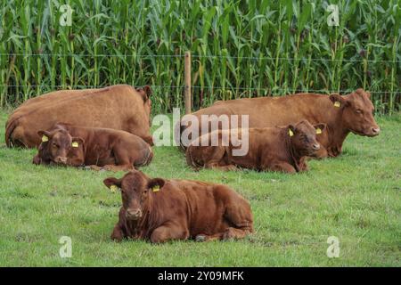 Plusieurs bovins se reposant se sont détendus sur une grande prairie verte devant un champ de maïs, borken, muensterland, allemagne Banque D'Images