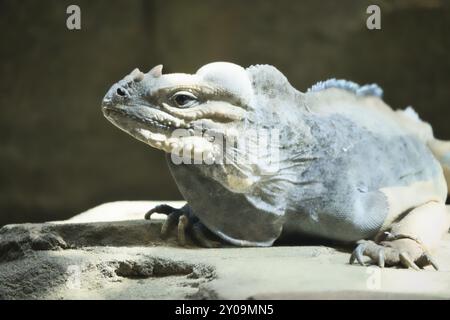 Grand iguane couché sur une pierre. Peigne épineux et peau squameuse. Photo animale d'un reptile Banque D'Images