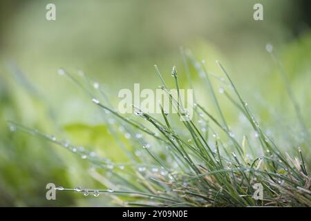 Herbe de printemps verte fraîche avec gouttes de pluie ou de rosée qui gécoute sur les feuilles, le printemps ou l'été Banque D'Images