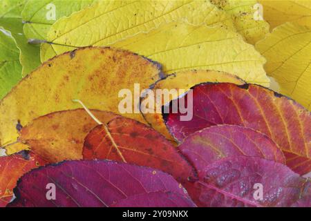 Texture de fond fabriquée à partir de feuillage d'automne coloré en rouge, jaune, orange et rouge Banque D'Images