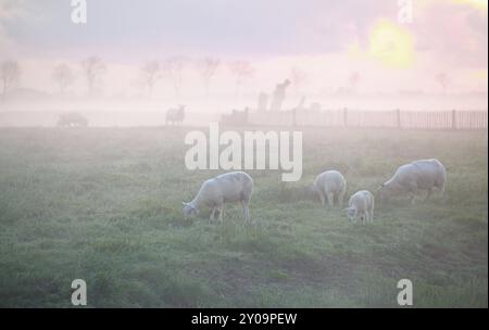 Moutons qui paissent sur les pâturages au lever du soleil brumeux Banque D'Images