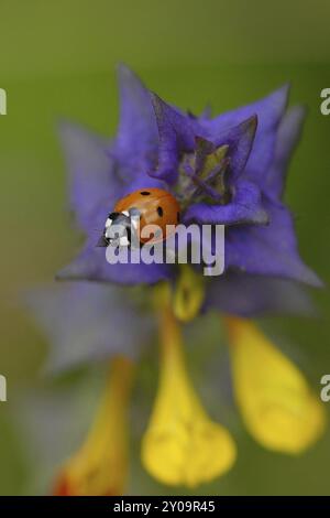 Grove, blé de caille à la lisière de la forêt, avec coccinelle Banque D'Images