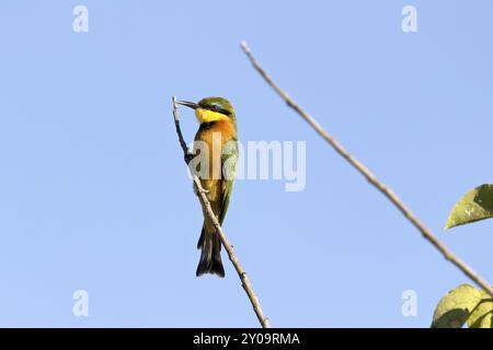 Mangeur d'abeilles pygmées dans la réserve de Moremi au Botswana Banque D'Images