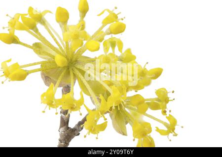 Fleur d'une cerise de cornaline sur un fond blanc Banque D'Images