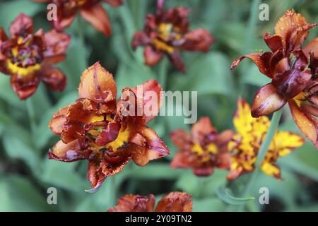 Tulipes après la pluie et une petite sauterelle Banque D'Images