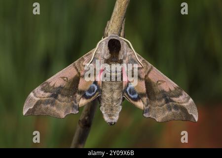 Evening Peacock-eye, Smerinthus ocellata, oeil faucon-teth Banque D'Images