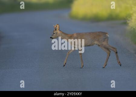 Cerf rou (Capreolus capreolus) adulte mâle buck animal marchant à travers une route de campagne, Suffolk, Angleterre, Royaume-Uni, Europe Banque D'Images