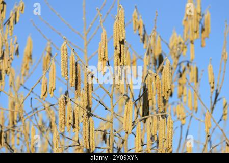 Noisettes communes (Corylus avellana), noisetier, fleurs mâles de noisettes avec givre, ciel bleu, Rhénanie du Nord-Westphalie, Allemagne, Europe Banque D'Images