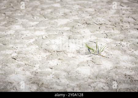 Sol séché avec une petite plante Banque D'Images