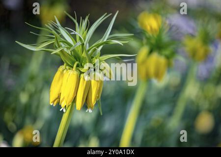 La couronne du Kaiser (Fritillaria imperialis) Banque D'Images