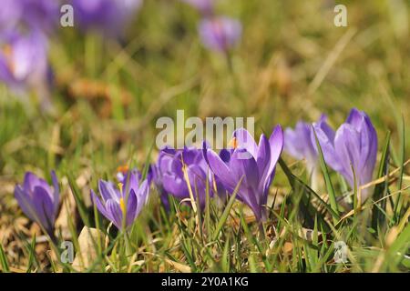Beaucoup de crocus dans un pré. Crocus sauvages dans un pré Banque D'Images