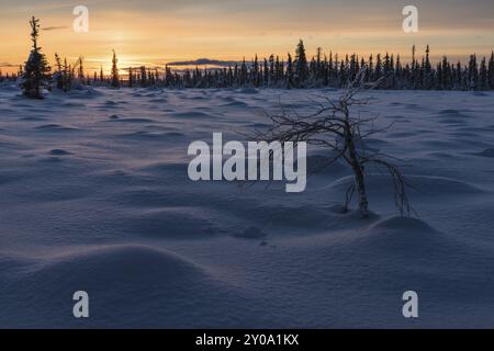 Paysage de marais d'hiver, Norrbotten, Laponie, Suède, décembre 2015, Europe Banque D'Images