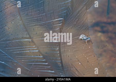 Moustique piégé dans la glace, Parc national de Rondane, Oppland Fylke, Norvège, septembre 2010, Europe Banque D'Images