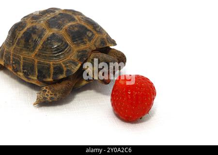 Tortue russe mange des fraises juteuses sur fond blanc Banque D'Images