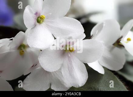 Belles fleurs violettes blanches Banque D'Images