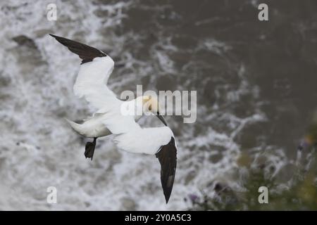 Oiseau adulte du genre nannet nordique (Morus bassanus) en vol au-dessus de la mer, Yorkshire, Angleterre, Royaume-Uni, Europe Banque D'Images