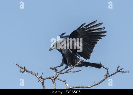 Corbeau volant avec ailes déployées et matériel de nidification dans son bec devant un ciel bleu Banque D'Images