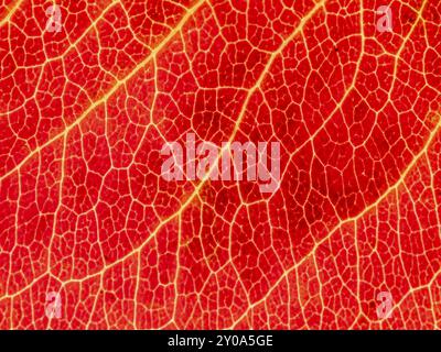 Dessous d'une feuille automnale translucide de différentes couleurs. Avec veines foliaires et cellules foliaires Banque D'Images