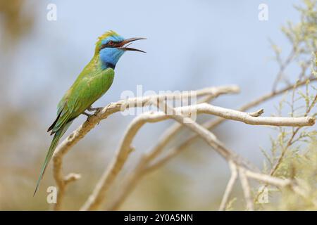 Mangeur d'abeilles vertes (Merops orientalis), Mirbat, Salalah, Dhofar, Oman, Asie Banque D'Images