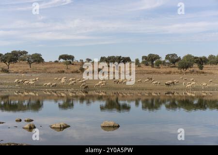 Moutons sur un paysage sec de l'Alentejo avec barrage lac réservoir et réflexion à Terena, Portugal, Europe Banque D'Images