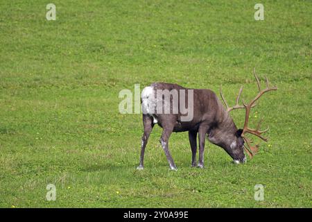 Rennes bruns pâturant sur une prairie verte, Fjaellnas, Jaemtland, Suède, Europe Banque D'Images