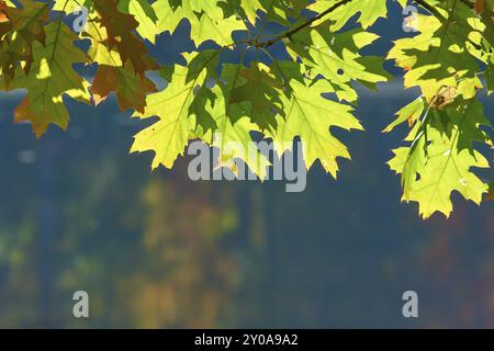 Feuilles d'automne colorées suspendues au-dessus d'un plan d'eau calme reflétant les couleurs d'automne, automne, White Mountain, New Hampshire, Nouvelle Angleterre, USA, Nort Banque D'Images