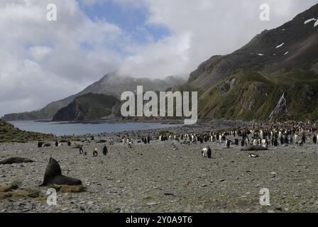 Le Roi colonie de pingouins et otaries à droite la baie des baleines, la Géorgie du Sud Banque D'Images