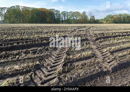 Moment de la récolte à l'automne sur champ de maïs avec des chaumes Banque D'Images