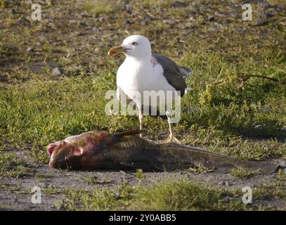 Kittiwake avec morue capturée Banque D'Images