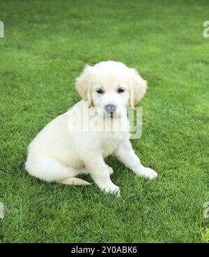 Golden retiever labrador chiot sur l'herbe verte Banque D'Images