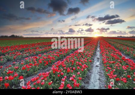 Coucher de soleil sur un champ de tulipes rouges au printemps, pays-Bas Banque D'Images