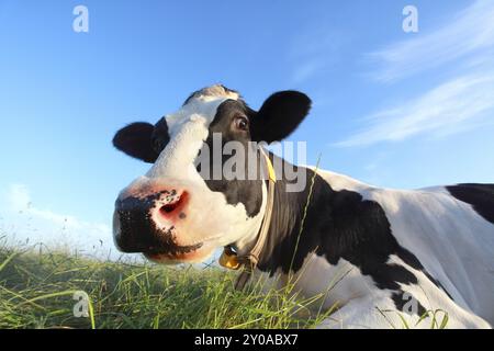 Drôle de tête de vache en gros plan en été Banque D'Images