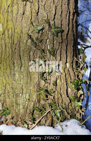 Lierre commun sur un arbre. Hedera Helix sur un arbre Banque D'Images