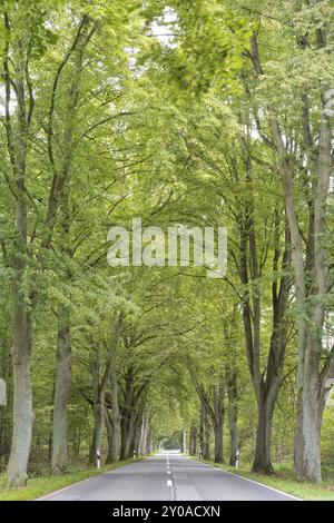 Tree Avenue à Brandebourg, Allemagne, Europe Banque D'Images