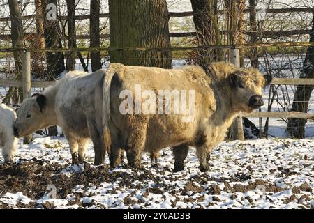 Taureau de Galloway, Galloways blancs Banque D'Images