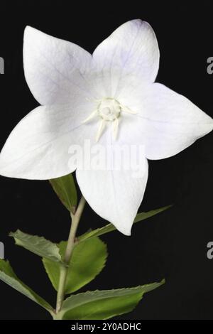 Chellfleur chinois (Platycodon grandiflorus), fond noir Banque D'Images