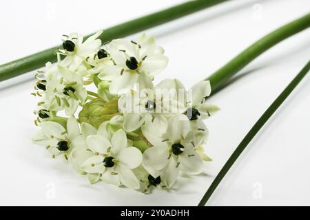 Étoile de lait, Ornithogalum arabicum, facultatif Banque D'Images