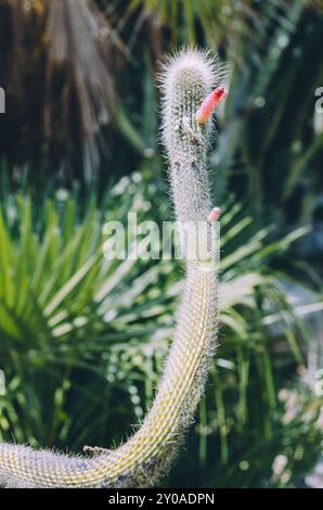 Gros plan du cactus Silver Torch avec des fleurs roses inhabituelles Banque D'Images