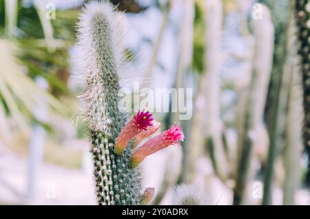 Gros plan du cactus Silver Torch avec des fleurs roses inhabituelles Banque D'Images