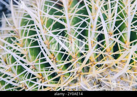 Gros plan du motif de texture des aiguilles de cactus Banque D'Images