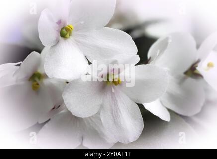 Belles fleurs violettes blanches Banque D'Images